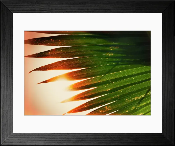 Framed Print : Sun shining through palm fronds