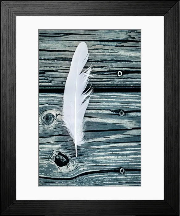 Framed Print : White feather against wooden floor Framed Print : White feather against wooden floor