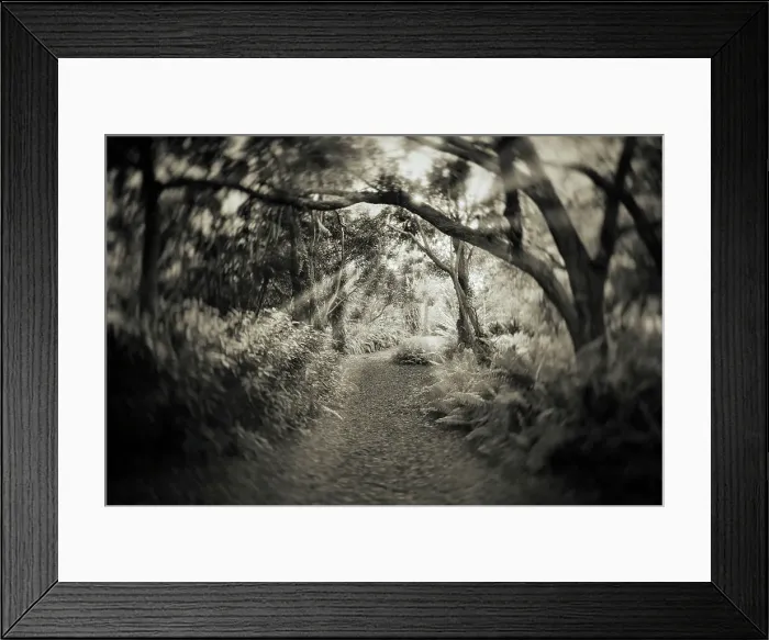 Framed Print : Pathway in forest with trees Framed Print : Pathway in forest with trees