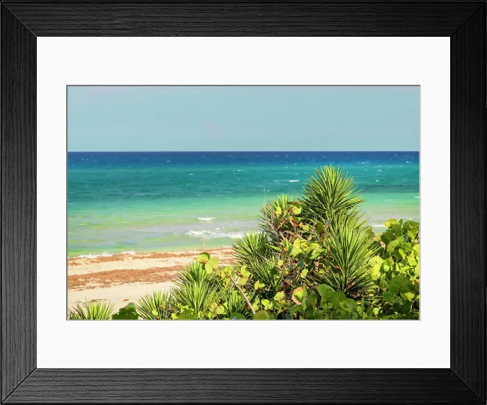 Framed Print : Colorful green plant with tropical beach in background