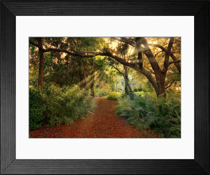 Framed Print : Pathway in forest with trees