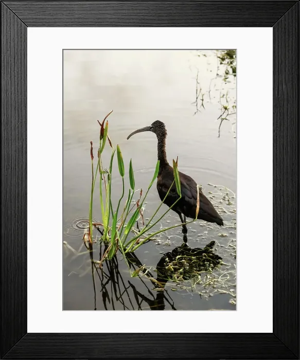 Framed Print : Closeup of a Glossy Ibis, nonbreeding adult Framed Print : Closeup of a Glossy Ibis, nonbreeding adult