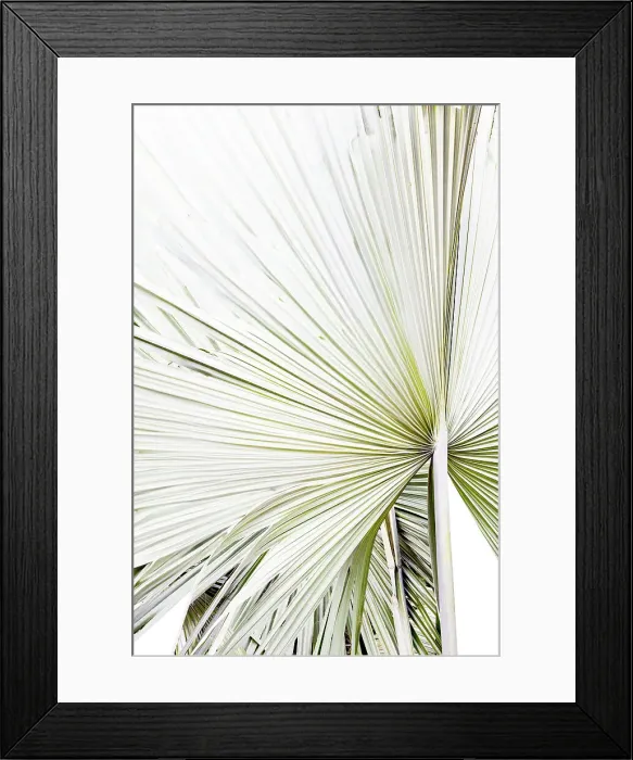 Framed Print : Abstract of palm frond Framed Print : Abstract of palm frond