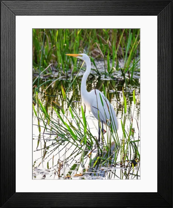 Framed Print : Portrait of Great Egret Framed Print : Portrait of Great Egret