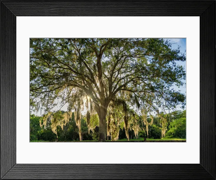 Framed Print : Tree with Spanish Moss