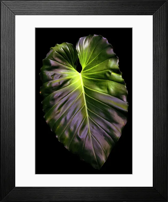 Framed Print : Abstract of giant green leaf Framed Print : Abstract of giant green leaf