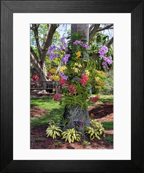 Framed Print : Florida, West Palm Beach, Mount Botanical Garden, colorful orchids Framed Print : Florida, West Palm Beach, Mount Botanical Garden, colorful orchids