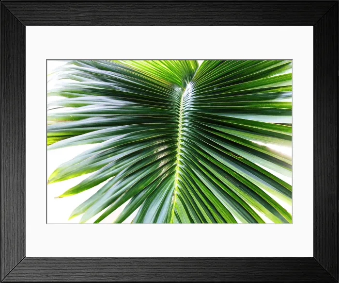 Framed Print : Detail of a palm frond