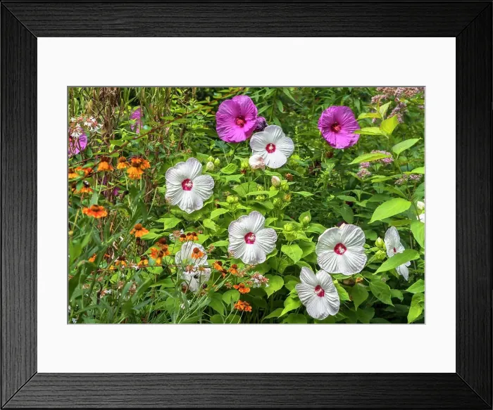 Framed Print : NYC, Brooklyn, Prospect Park Zoo, Country Garden Framed Print : NYC, Brooklyn, Prospect Park Zoo, Country Garden