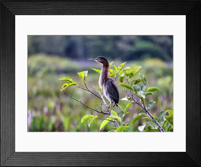 Framed Print : Florida, Boynton Beach, Green Cay Nature Center, Green Heron on branch Framed Print : Florida, Boynton Beach, Green Cay Nature Center, Green Heron on branch