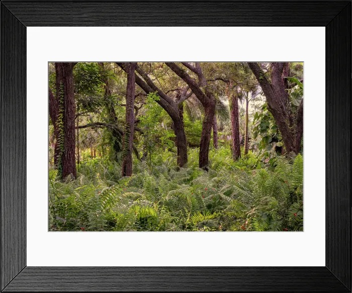 Framed Print : Trees and plants in forest