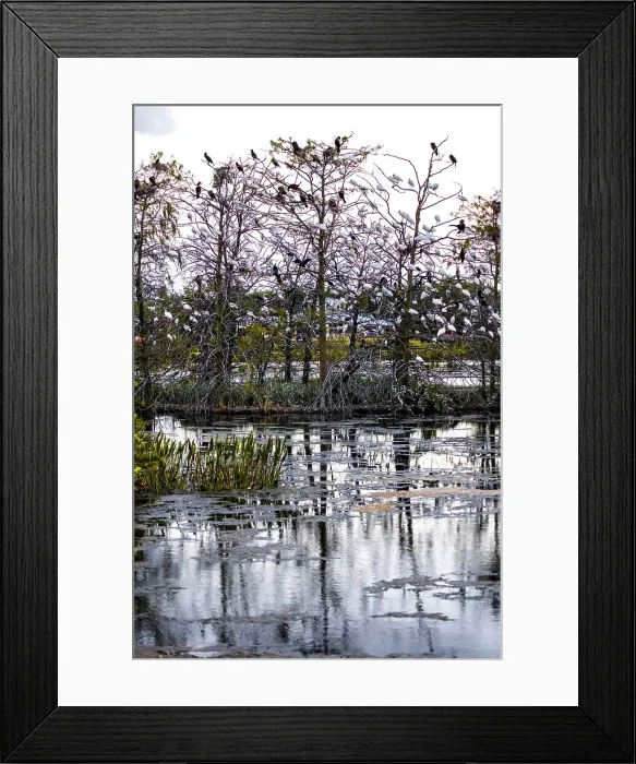 Framed Print : Florida, South Florida, Boynton Beach, Green Cay Nature Center, variety of birds perched on trees