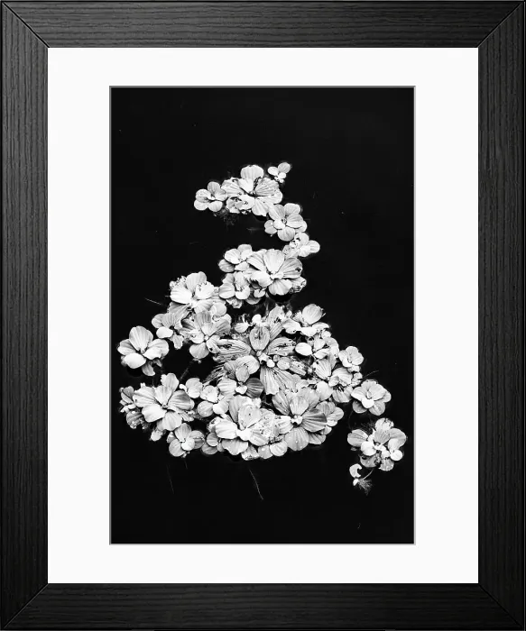 Framed Print : Beautiful shape of aquatic plant floating on water Framed Print : Beautiful shape of aquatic plant floating on water