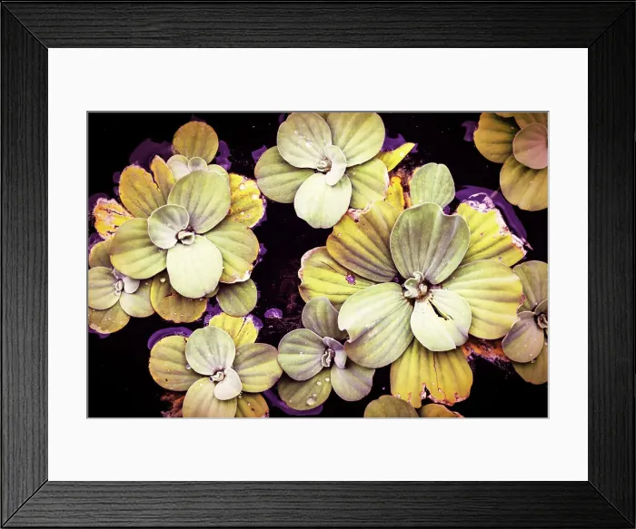 Framed Print : Beautiful shape of aquatic plant floating on water Framed Print : Beautiful shape of aquatic plant floating on water
