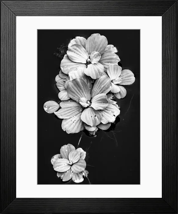 Framed Print : Beautiful shape of aquatic plant floating on water