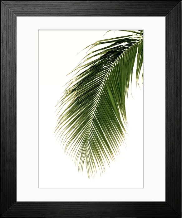 Framed Print : Single tropical palm elegantly hanging from palm tree Framed Print : Single tropical palm elegantly hanging from palm tree