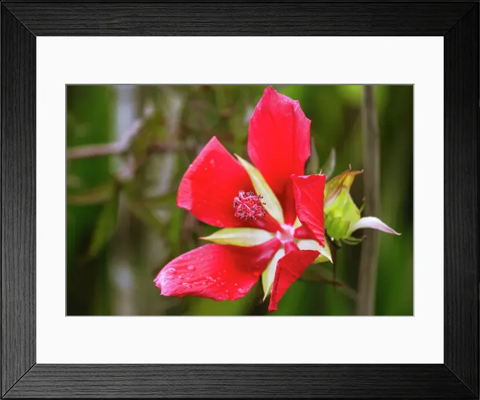 Framed Print : Scarlet Rose Mallow, a Beautiful Florida Native Wildflower Framed Print : Scarlet Rose Mallow, a Beautiful Florida Native Wildflower