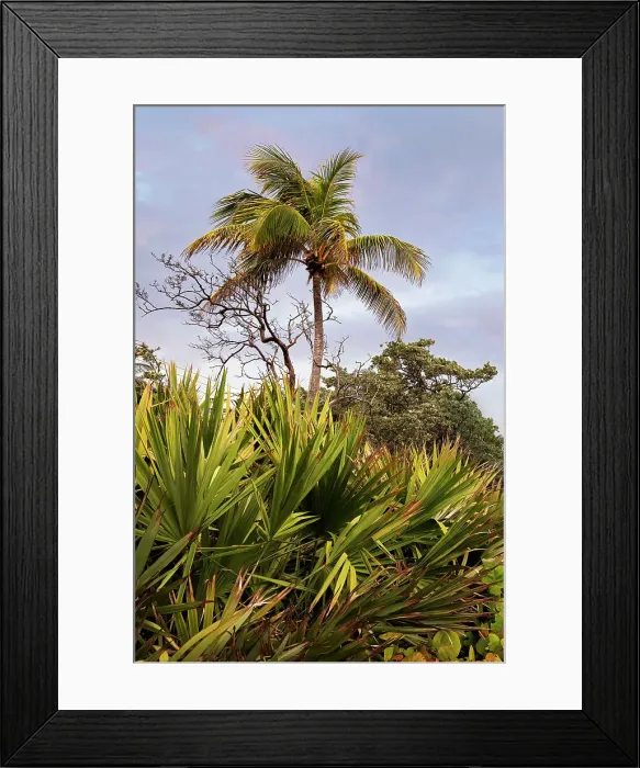 Framed Print : Palm tree Framed Print : Palm tree