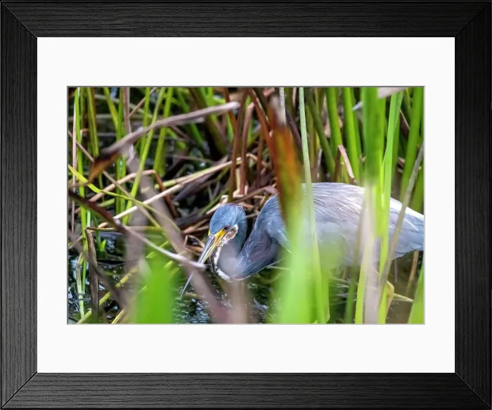 Framed Print : Grey Heron in wetlands Framed Print : Grey Heron in wetlands