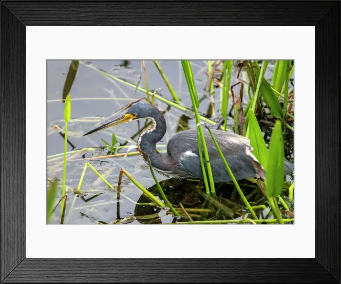 Framed Print : Grey Heron in wetlands Framed Print : Grey Heron in wetlands