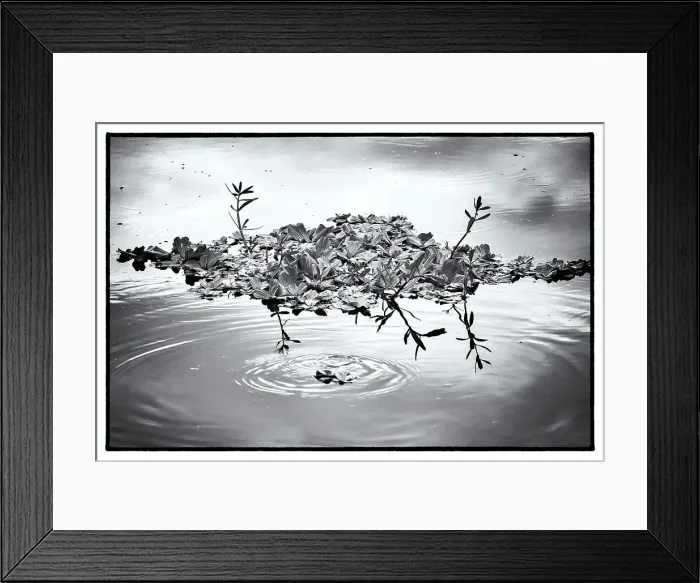 Framed Print : Aquatic plant floating in water Framed Print : Aquatic plant floating in water