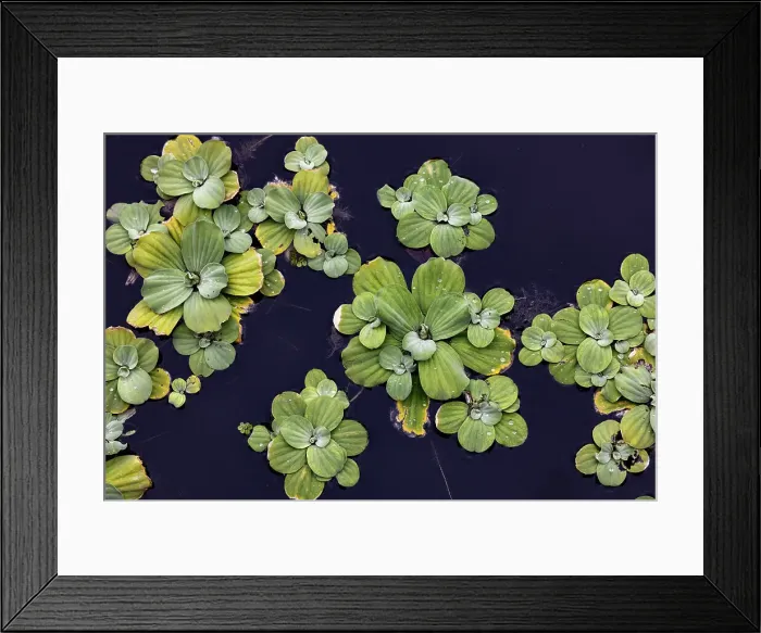 Framed Print : Beautiful shapes of aquatic plants floating on water Framed Print : Beautiful shapes of aquatic plants floating on water