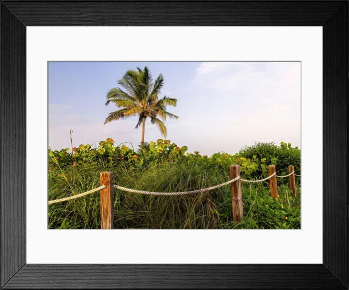 Framed Print : Florida, South Florida, Delray Beach, Palm tree by the beach Framed Print : Florida, South Florida, Delray Beach, Palm tree by the beach
