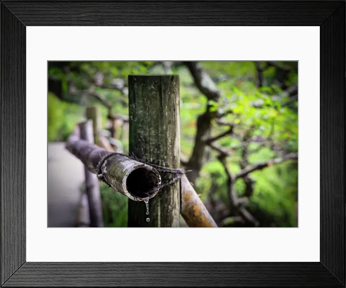 Framed Print : Bamboo rod with water drop Framed Print : Bamboo rod with water drop