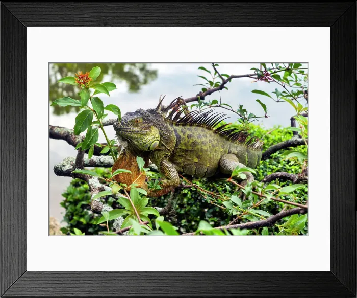 Framed Print : Close-up of iguana on branches Framed Print : Close-up of iguana on branches