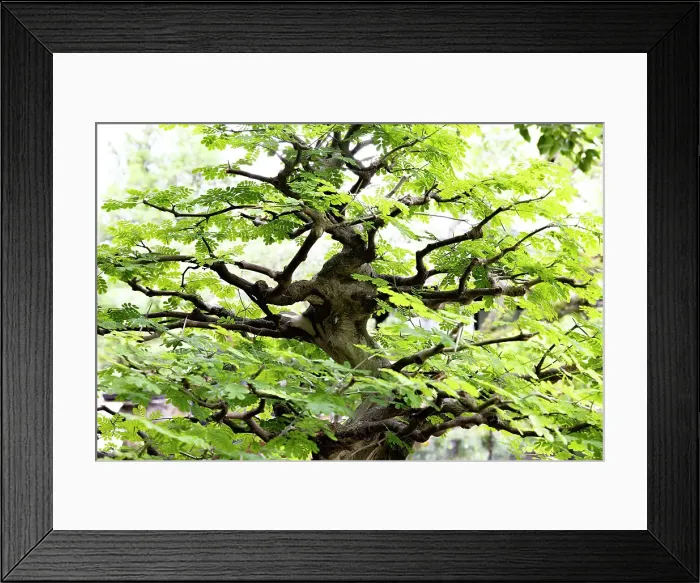 Framed Print : Bonsai tree Framed Print : Bonsai tree