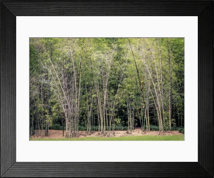 Framed Print : Bamboo forest Framed Print : Bamboo forest