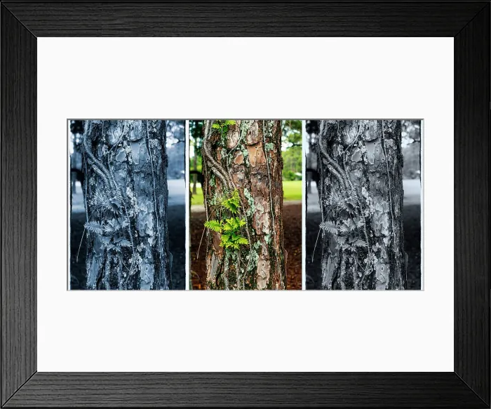 Framed Print : Different color variations of a tree trunk with fern Framed Print : Different color variations of a tree trunk with fern