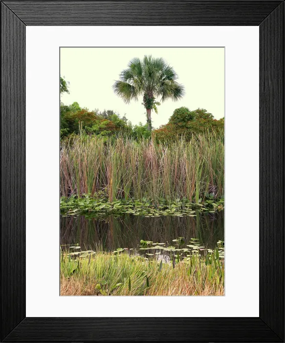 Framed Print : Palm tree in the marshes Framed Print : Palm tree in the marshes