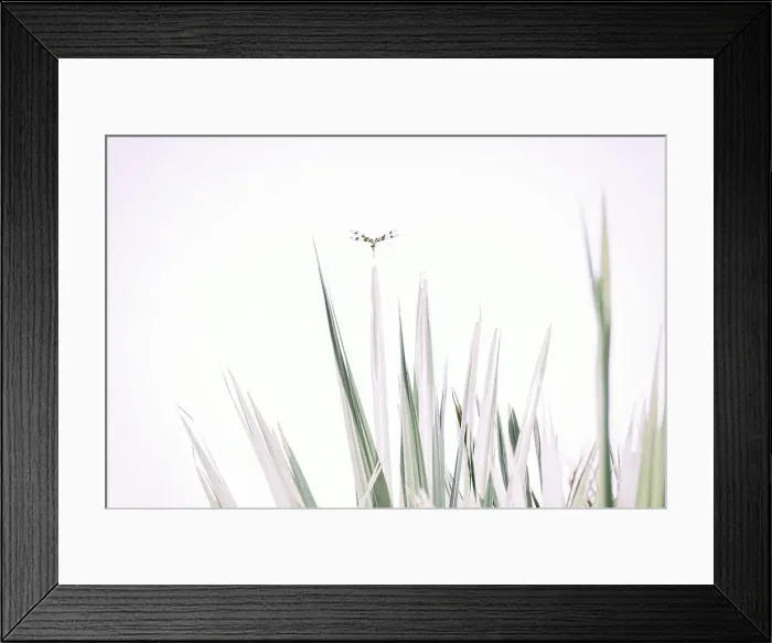 Framed Print : Dragonfly on top of plant frond Framed Print : Dragonfly on top of plant frond