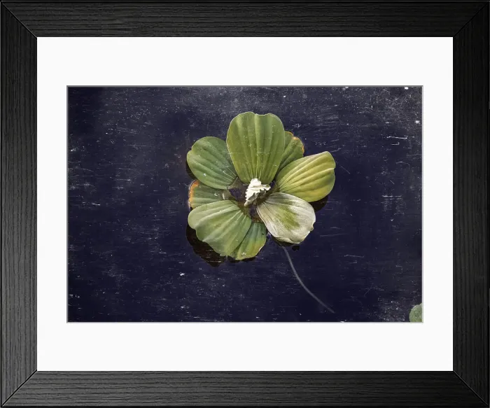 Framed Print : Closeup of Pistia aquatic plant Framed Print : Closeup of Pistia aquatic plant