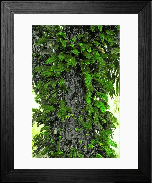 Framed Print : Close-up of a tree trunk with fern Framed Print : Close-up of a tree trunk with fern