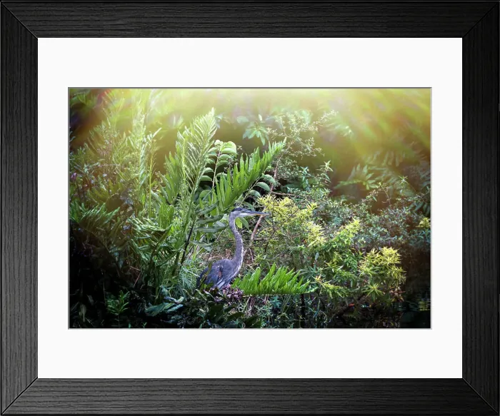 Framed Print : Portrait of the Great Blue Heron Framed Print : Portrait of the Great Blue Heron