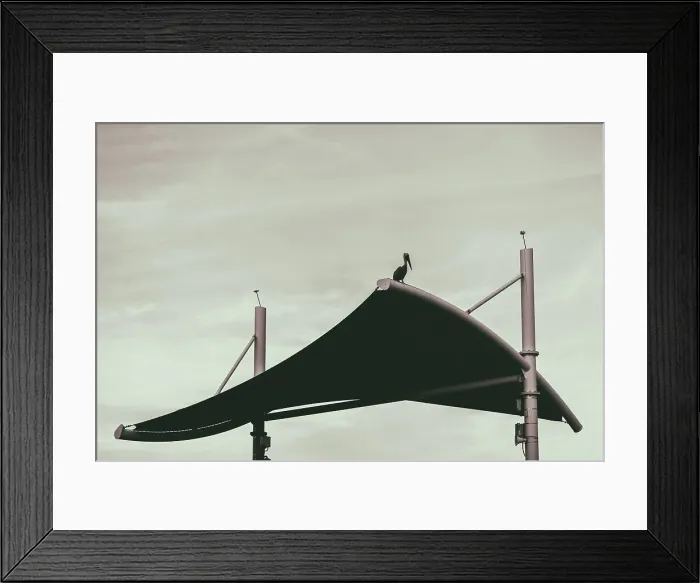 Framed Print : Pelican on rooftop Framed Print : Pelican on rooftop