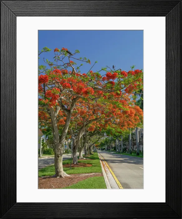 Framed Print : Florida, South Florida, Boca Raton, Mizner Park Framed Print : Florida, South Florida, Boca Raton, Mizner Park