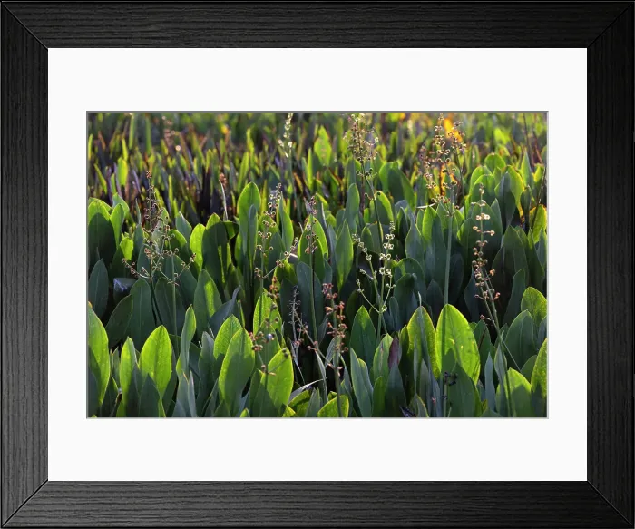 Framed Print : Sun shining through aquatic plant Framed Print : Sun shining through aquatic plant