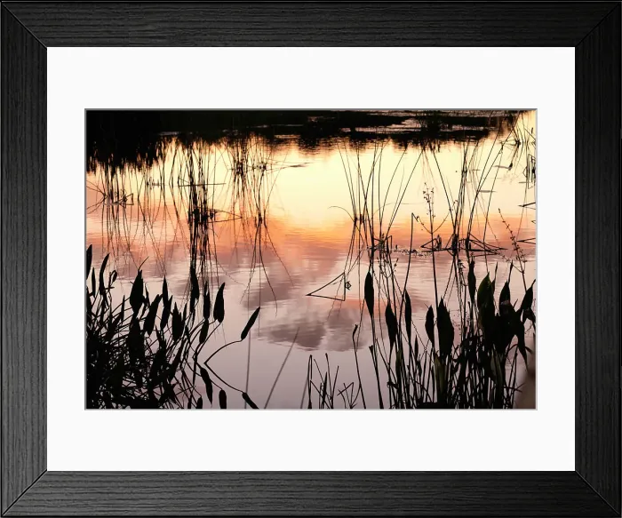 Framed Print : Artistic shot of wetlands Framed Print : Artistic shot of wetlands