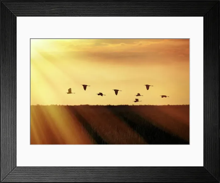 Framed Print : Flock of birds flying over wetlands
