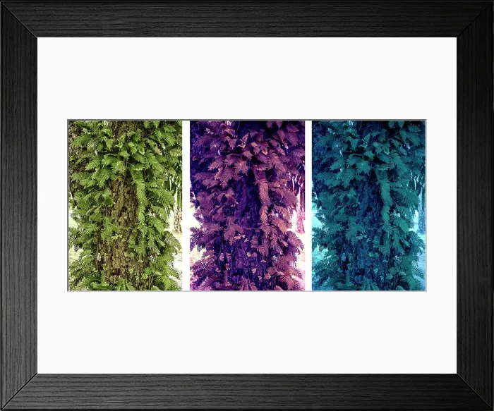 Framed Print : Abstract of three different color versions of a tree trunk