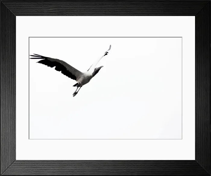 Framed Print : Wood stork in flight Framed Print : Wood stork in flight