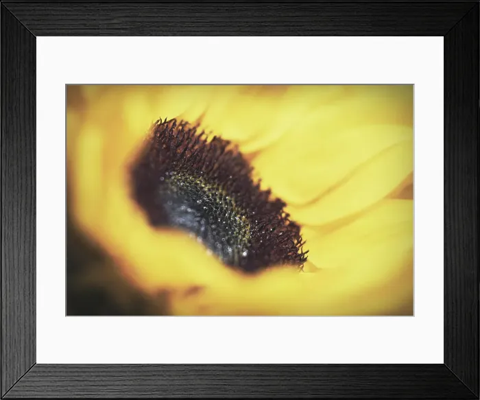Framed Print : Yellow sunflower