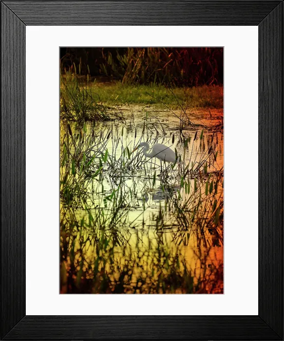 Framed Print : Great Egret