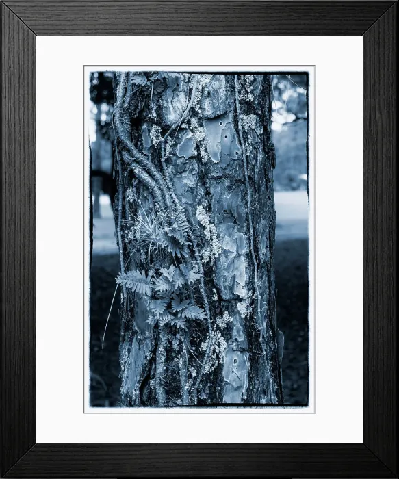 Framed Print : Texture of a tree Framed Print : Texture of a tree