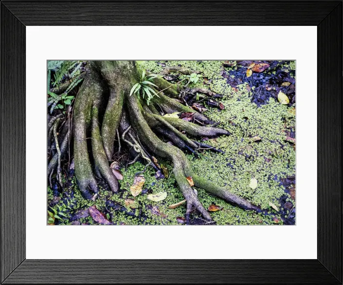 Framed Print : Tree in swamp with thick roots