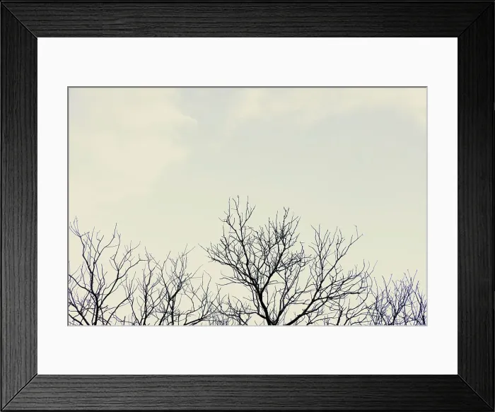 Framed Print : Bare tree branches against overcast sky Framed Print : Bare tree branches against overcast sky