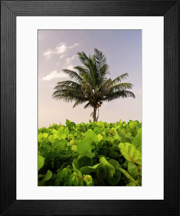 Framed Print : Palm tree surrounded by green plants Framed Print : Palm tree surrounded by green plants